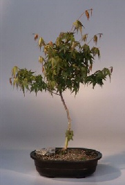 Dwarf Japanese Maple<br>(acer palmatum 'kiyo hime')
