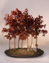 Japanese Red Maple Bonsai Tree<br>(acer palmatum 'atropurpurea')