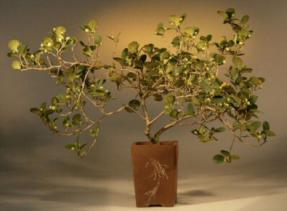 Mistletoe Fig<br><i>(ficus diversifolia)</i>