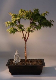 Japanese Maple Bonsai Tree<br><i>(acer palmatum 'sango-kaku')</i>