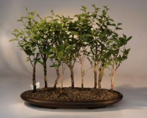 Japanese Stewartia Bonsai Tree<br><i>(stewartia pseudocamellia)</i>