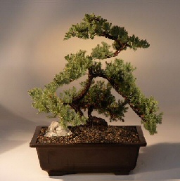 Juniper Bonsai Tree<br><i>(juniper procumbens nana)</i>