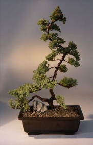 Juniper Bonsai Tree<br><i>(juniper procumbens nana)</i>