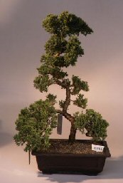 Juniper Bonsai Tree<br><i>(juniper procumbens nana)</i>