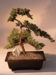 Juniper Bonsai Tree<br><i>(juniper procumbens nana)</i>