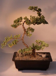 Juniper Bonsai Tree<br><i>(juniper procumbens nana)</i>