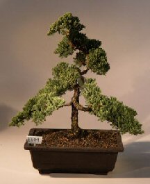 Juniper Bonsai Tree<br><i>(juniper procumbens nana)</i>