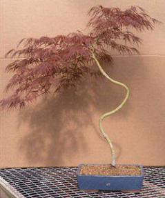 Japanese Red Laceleaf Maple Bonsai Tree - 27
