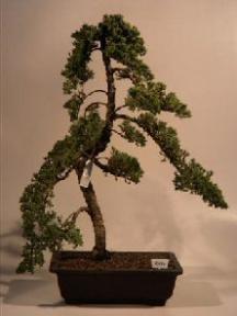 Juniper Bonsai Tree<br><i>(juniper procumbens nana)</i>