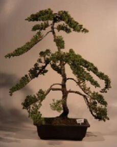 Juniper Bonsai Tree<br><i>(juniper procumbens nana)</i>