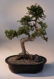 Chinese Elm Bonsai Tree<br><i>(ulmus parvifolia)</i>