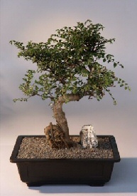 Chinese Elm Bonsai Tree<br><i>(ulmus parvifolia)</i>