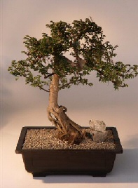 Chinese Elm Bonsai Tree<br><i>(ulmus parvifolia)</i>