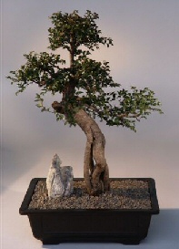 Chinese Elm Bonsai Tree<br><i>(ulmus parvifolia)</i>