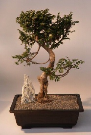 Chinese Elm Bonsai Tree<br><i>(ulmus parvifolia)</i>