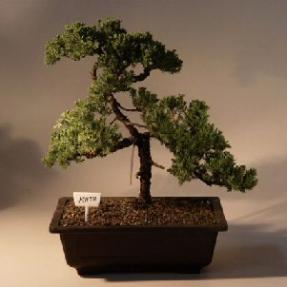 Juniper Bonsai Tree<br><i>(juniper procumbens nana)</i>