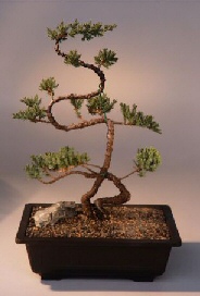 Juniper Bonsai Tree<br><i>(juniper procumbens nana)</i>