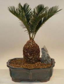 Sago Palm Bonsai Tree-13