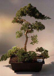 Juniper Bonsai Tree<br><i>(juniper procumbens nana)</i>