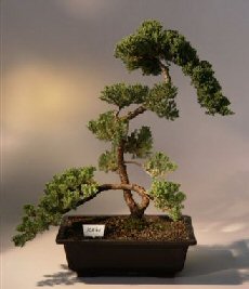 Juniper Bonsai Tree<br><i>(juniper procumbens nana)</i>