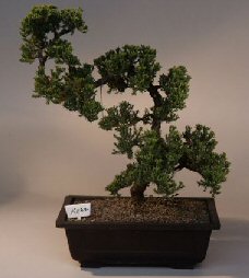 Juniper Bonsai Tree<br><i>(juniper procumbens nana)</i>