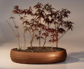 Japanese Red Maple Bonsai Tree<br>(acer palmatum 'atropurpurea')