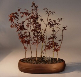 Japanese Red Maple Bonsai Tree<br>(acer palmatum 'atropurpurea')