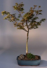 Japanese Maple Bonsai Tree<br>(acer palmatum 'dwarf  pygmy')