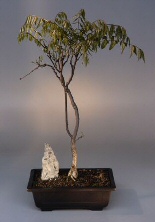 Japanese Wisteria Bonsai Tree<br><i>(wisteria floribunda)</i>