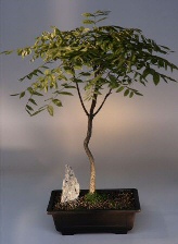 Japanese Wisteria Bonsai Tree<br><i>(wisteria floribunda)</i>