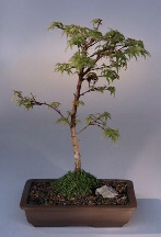 Japanese Maple Bonsai Tree<br><i>(acer palmatum 'coralianum')</i>