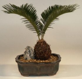 Sago Palm Bonsai Tree-17