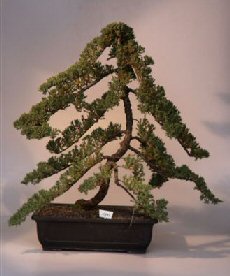 Juniper <br><i>(juniper procumbens nana)</i>