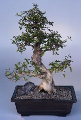 Fukien Tea Bonsai Tree<br><i>(ehretia microphylla)</i>