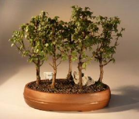 Trident Maple Bonsai Tree<br><i>(acer buergerianum)</i>