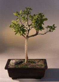 SmokeBonsai Tree<br><i>(cotinus pink champagne)</i>