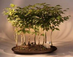 Japanese Beech Bonsai Tree - Forest <br><i>(fagus crenata)</i>