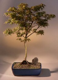 Japanese Maple Bonsai Tree<br>(acer palmatum 'dwarf  pygmy')