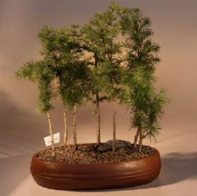 Japanese Larch Bonsai Tree<br><i>(larix leptolepsis)</i>