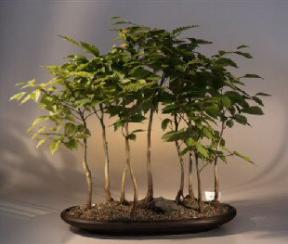 Japanese Beech Bonsai Tree - Forest <br><i>(fagus crenata)</i>