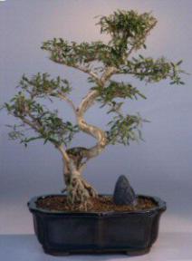 Flowering White Serissa Bonsai Tree<br>Bonsai Tree of a Thousand Stars<br><i>(serissa japonica)</i>