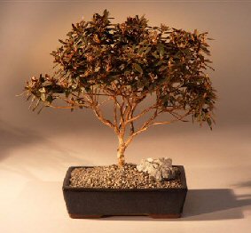 Rhododendron Bonsai Tree<br><i>(pjm rhododendron)</i>