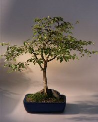 Korean Hornbeam Bonsai Tree<br><i>(carpinus coreana)</i>