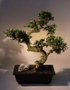 Fukien Tea Bonsai Tree <br><i>(ehretia microphylla)</i>