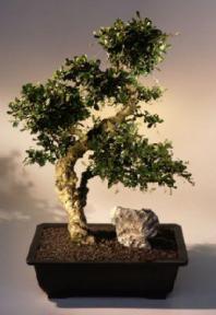 Fukien Tea Bonsai Tree <br><i>(ehretia microphylla)</i>