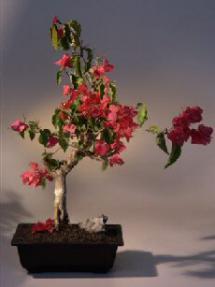 Bougainvillea - Flowering Vine<br><i>(pink pixie)</i>