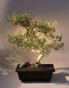 Chinese Flowering White Serissa - Bonsai Tree of a Thousand Stars - (serissa japonica)