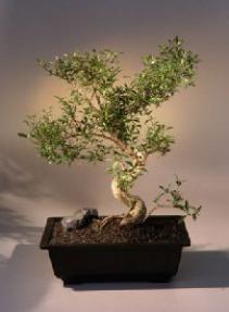 Chinese Flowering White Serissa - Bonsai Tree of a Thousand Stars - (serissa japonica)