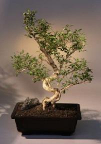 Chinese Flowering White Serissa - Bonsai Tree of a Thousand Stars - (serissa japonica)