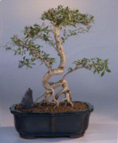 Flowering White Serissa Bonsai Tree<br>Bonsai Tree of a Thousand Stars<br><i>(serissa japonica)</i>